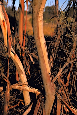 APII jpeg image of Eucalyptus eremicola subsp. peeneri  © contact APII