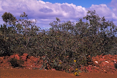 APII jpeg image of Eucalyptus preissiana subsp. preissiana  © contact APII