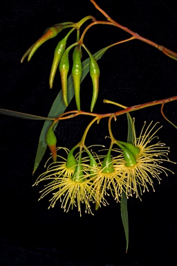 APII jpeg image of Eucalyptus sporadica  © contact APII