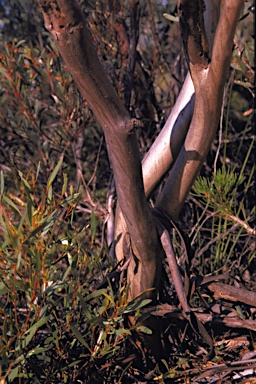 APII jpeg image of Eucalyptus suggrandis subsp. suggrandis  © contact APII