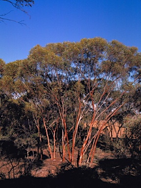 APII jpeg image of Eucalyptus tenera  © contact APII