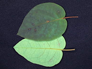 APII jpeg image of Eucalyptus brevistylis  © contact APII