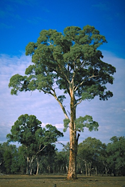 APII jpeg image of Eucalyptus camaldulensis subsp. camaldulensis  © contact APII