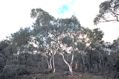 APII jpeg image of Eucalyptus dealbata  © contact APII