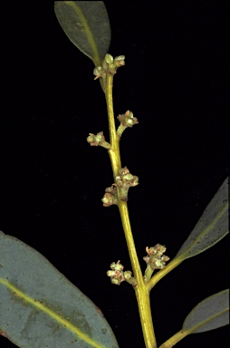 APII jpeg image of Corymbia candida subsp. candida  © contact APII