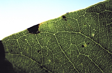 APII jpeg image of Corymbia dendromerinx  © contact APII