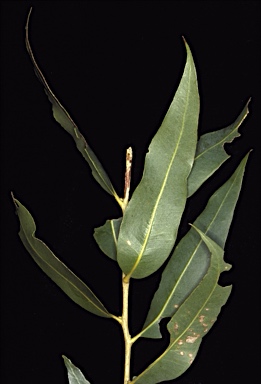 APII jpeg image of Corymbia candida subsp. x lautifolia  © contact APII