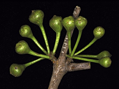 APII jpeg image of Corymbia grandifolia subsp. longa  © contact APII