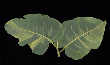 APII jpeg image of Corymbia grandifolia subsp. longa  © contact APII