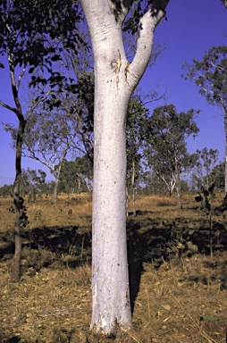 APII jpeg image of Corymbia grandifolia subsp. longa - grandifolia subsp. lamprocardia  © contact APII