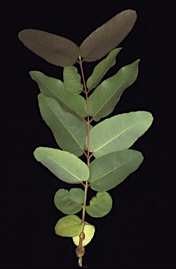 APII jpeg image of Corymbia ptychocarpa subsp. aptycha  © contact APII