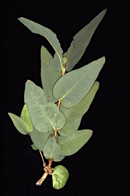 APII jpeg image of Eucalyptus zygophylla  © contact APII