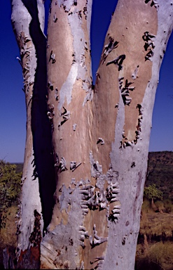 APII jpeg image of Eucalyptus zygophylla  © contact APII