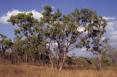 APII jpeg image of Eucalyptus zygophylla  © contact APII