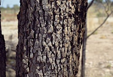 APII jpeg image of Corymbia zygophylla  © contact APII