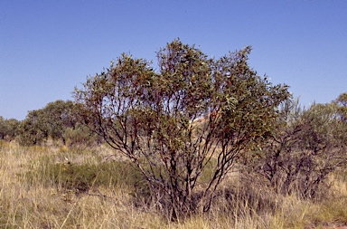 APII jpeg image of Eucalyptus zygophylla  © contact APII