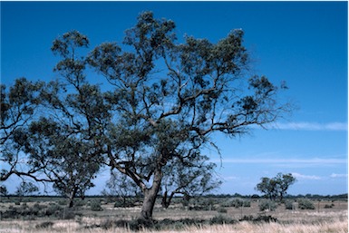 APII jpeg image of Eucalyptus largiflorens  © contact APII