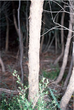 APII jpeg image of Eucalyptus lateritica  © contact APII