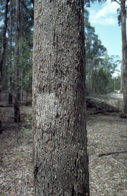 APII jpeg image of Eucalyptus angophoroides  © contact APII