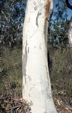 APII jpeg image of Eucalyptus haemastoma  © contact APII