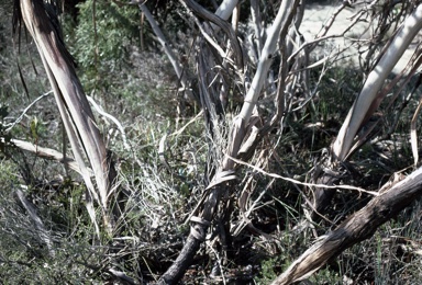 APII jpeg image of Eucalyptus pleurocarpa  © contact APII