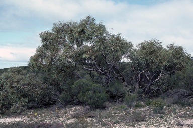 APII jpeg image of Eucalyptus pruiniramis  © contact APII