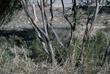 APII jpeg image of Eucalyptus sporadica  © contact APII