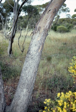 APII jpeg image of Eucalyptus moderata  © contact APII