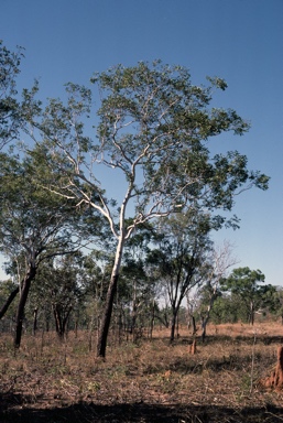 APII jpeg image of Eucalyptus miniata  © contact APII