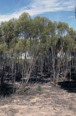 APII jpeg image of Eucalyptus alipes  © contact APII