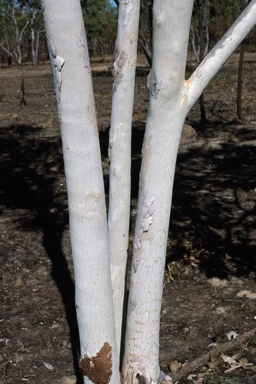 APII jpeg image of Eucalyptus apodophylla  © contact APII