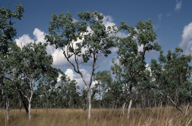 APII jpeg image of Eucalyptus fitzgeraldii  © contact APII