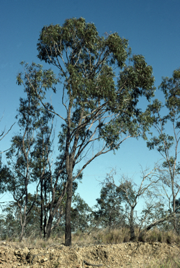 APII jpeg image of Eucalyptus granitica  © contact APII