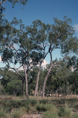 APII jpeg image of Corymbia lamprophylla  © contact APII