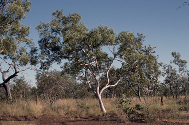 APII jpeg image of Eucalyptus leucophloia subsp. euroa  © contact APII