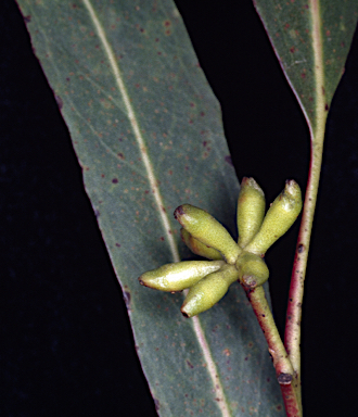 APII jpeg image of Eucalyptus denticulata  © contact APII