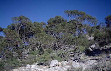 APII jpeg image of Eucalyptus diversifolia subsp. hesperia  © contact APII