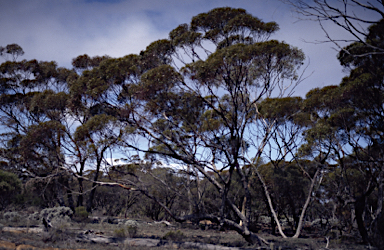 APII jpeg image of Eucalyptus laevis  © contact APII