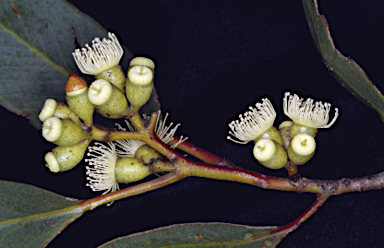 APII jpeg image of Eucalyptus leptocalyx  © contact APII