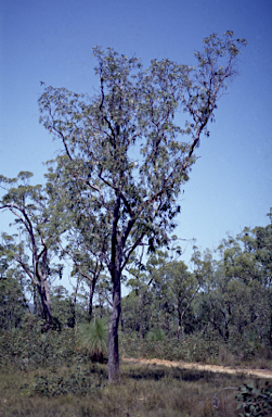 APII jpeg image of Eucalyptus pachycalyx subsp. waajensis  © contact APII