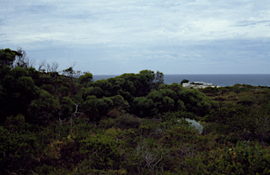 APII jpeg image of Eucalyptus petrensis  © contact APII