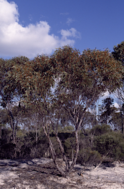 APII jpeg image of Eucalyptus uncinata  © contact APII