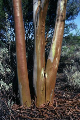 APII jpeg image of Eucalyptus campaspe  © contact APII