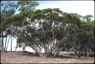 APII jpeg image of Eucalyptus arachnaea  © contact APII