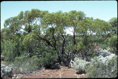 APII jpeg image of Eucalyptus effusa  © contact APII