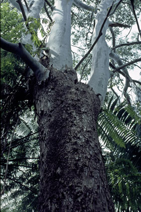 APII jpeg image of Eucalyptus saligna  © contact APII