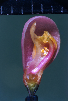 APII jpeg image of Comesperma ericinum var. patentiflium  © contact APII