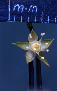 APII jpeg image of Macarthuria ephedroides  © contact APII