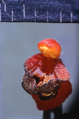 APII jpeg image of Grevillea wickhamii  © contact APII