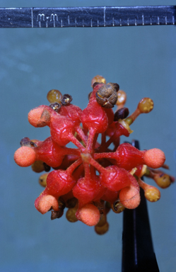 APII jpeg image of Grevillea wickhamii  © contact APII